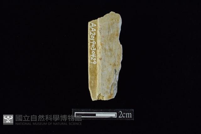 錛鑿形器藏品圖，第1張