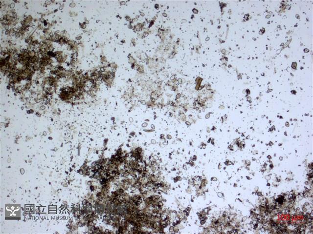 登錄號:A00004579藏品圖，第2張