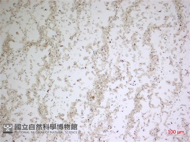 登錄號:A00004479藏品圖，第2張