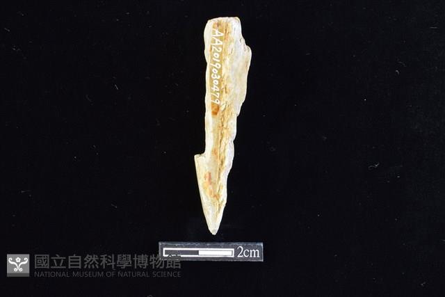 錛鑿形器藏品圖，第1張