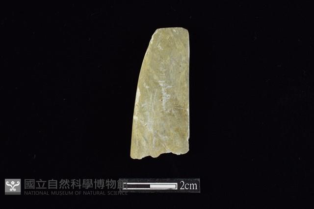 錛鑿形器藏品圖，第1張