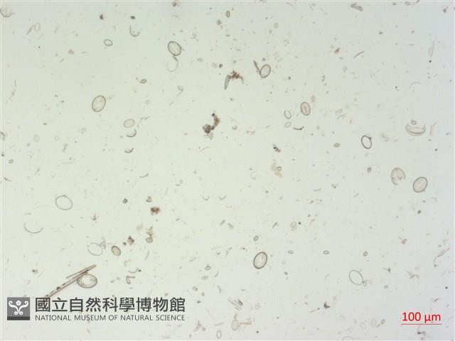 登錄號:A00004519藏品圖，第2張