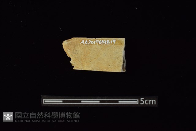 錛鑿形器藏品圖，第2張