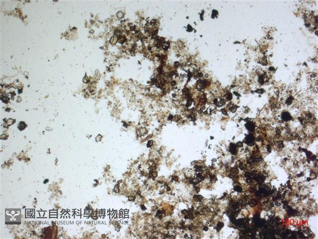 登錄號:A00004599藏品圖，第2張