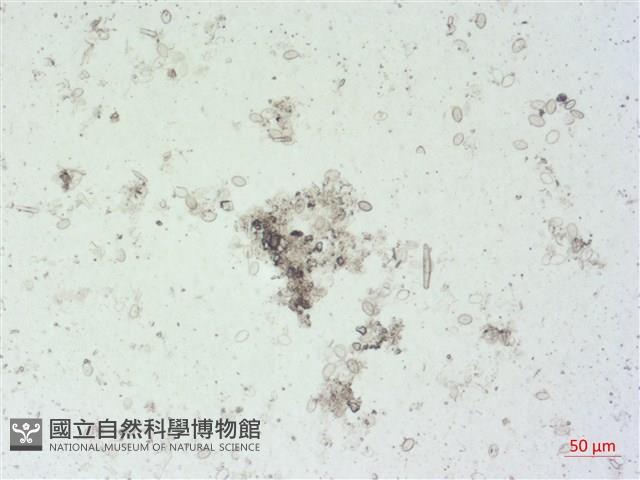 登錄號:A00004499藏品圖，第2張