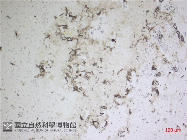登錄號:A00004669藏品圖，第2張