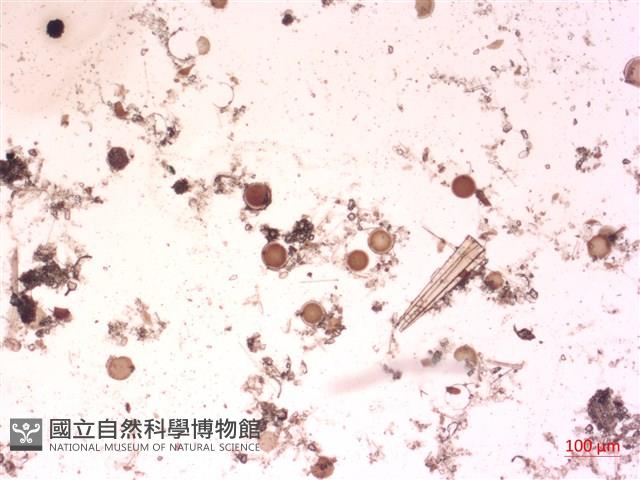 登錄號:A00004509藏品圖，第2張