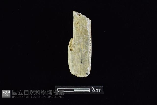 錛鑿形器藏品圖，第2張