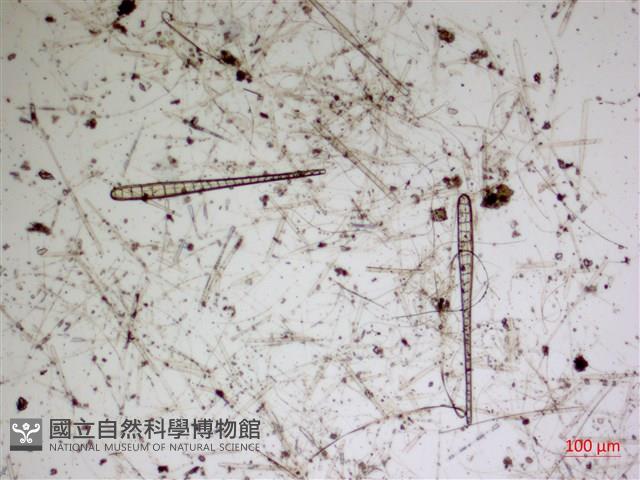 登錄號:A00004589藏品圖，第2張