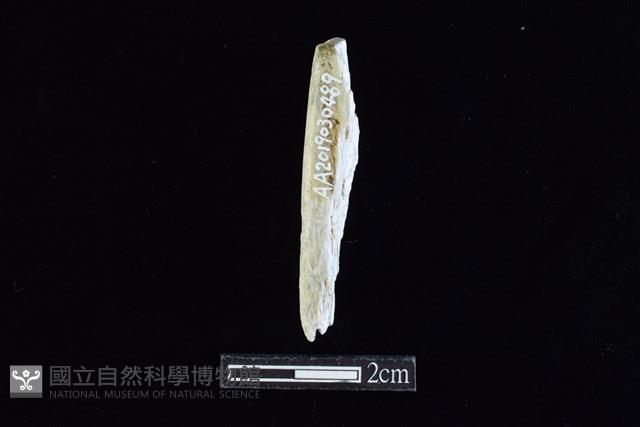 錛鑿形器藏品圖，第1張