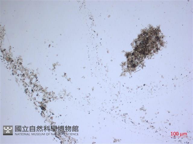 登錄號:A00004556藏品圖，第2張