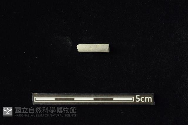 陶環藏品圖，第1張