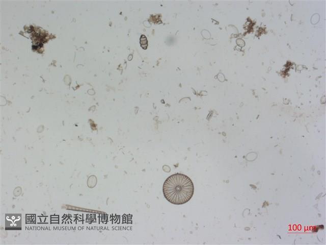 登錄號:A00004526藏品圖，第2張