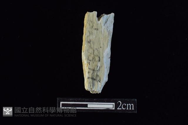 錛鑿形器藏品圖，第1張