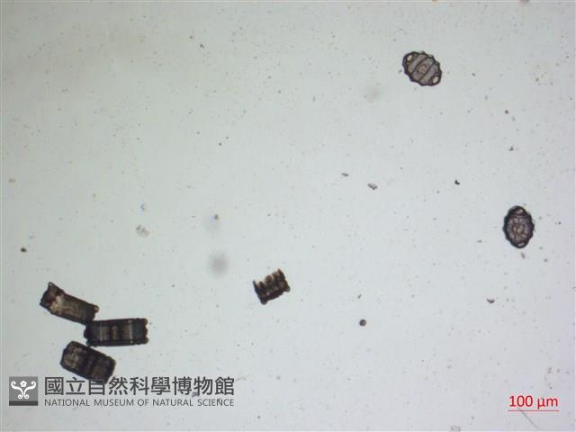 登錄號:A00004476藏品圖，第2張