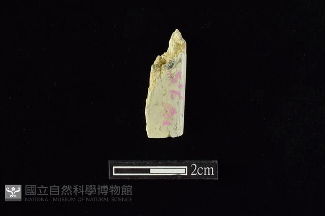 錛鑿形器藏品圖，第2張