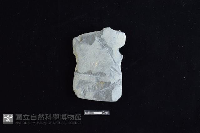 戈形器藏品圖，第1張