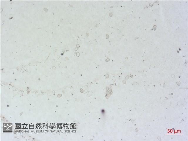 登錄號:A00004496藏品圖，第2張