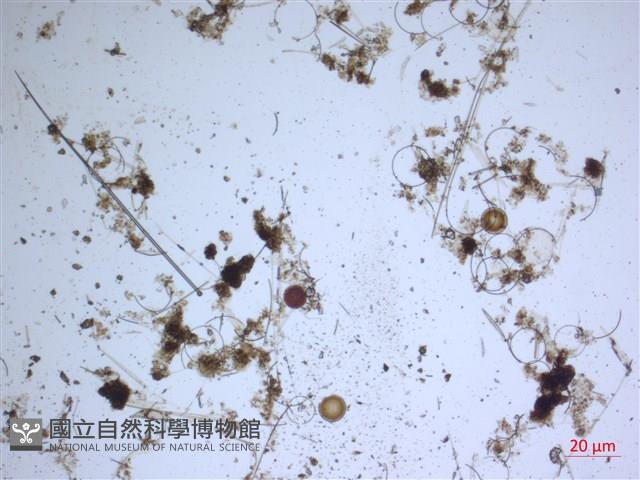 登錄號:A00004646藏品圖，第2張