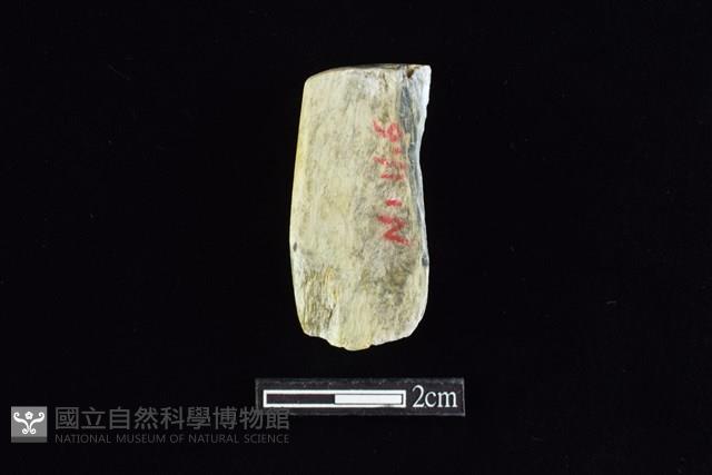 錛鑿形器藏品圖，第2張