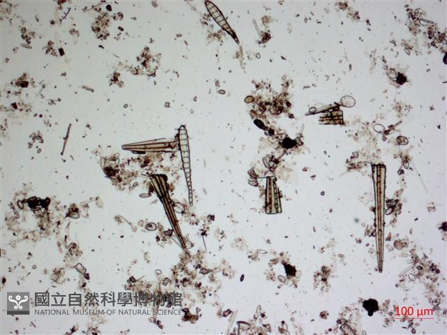 登錄號:A00004546藏品圖，第2張