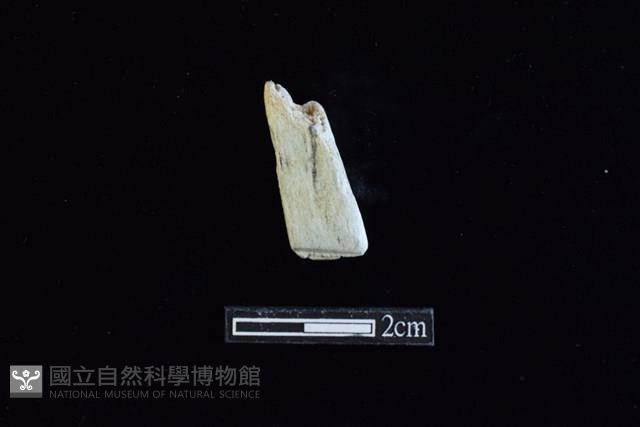 錛鑿形器藏品圖，第1張