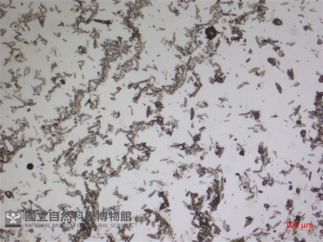 登錄號:A00004606藏品圖，第2張