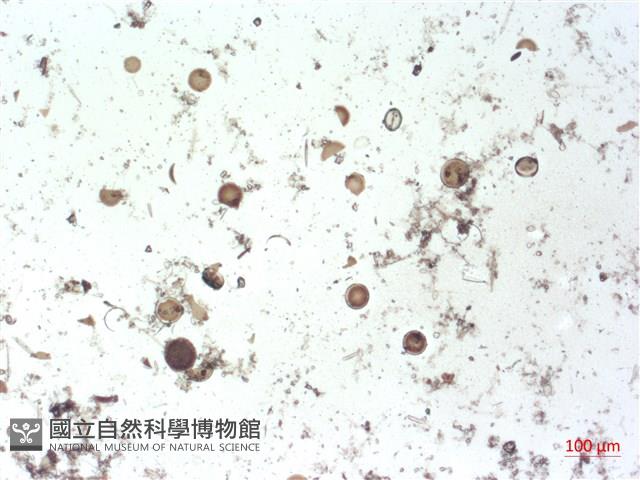 登錄號:A00004506藏品圖，第2張