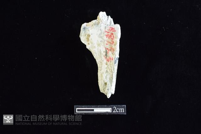 錛鑿形器藏品圖，第2張