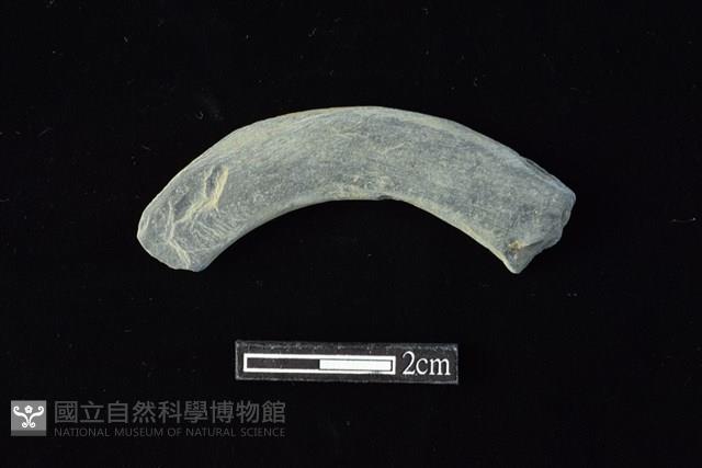 石環藏品圖，第1張
