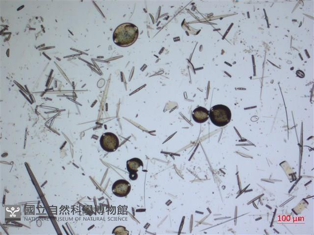 登錄號:A00004634藏品圖，第2張