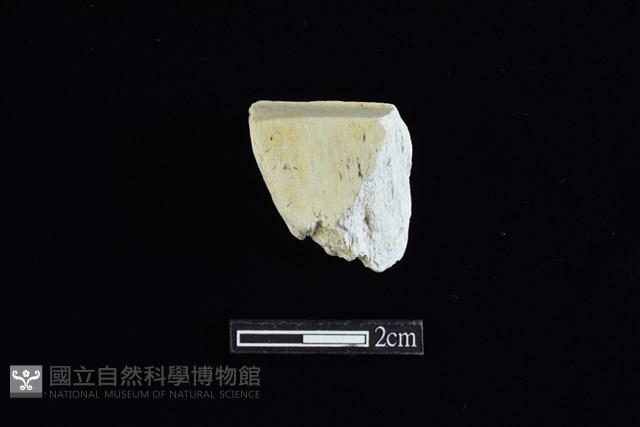 錛鑿形器藏品圖，第1張