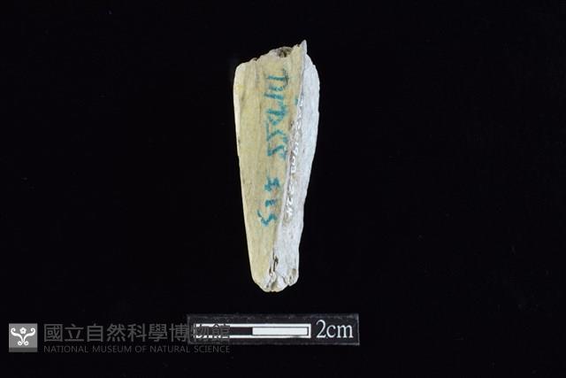 錛鑿形器藏品圖，第2張