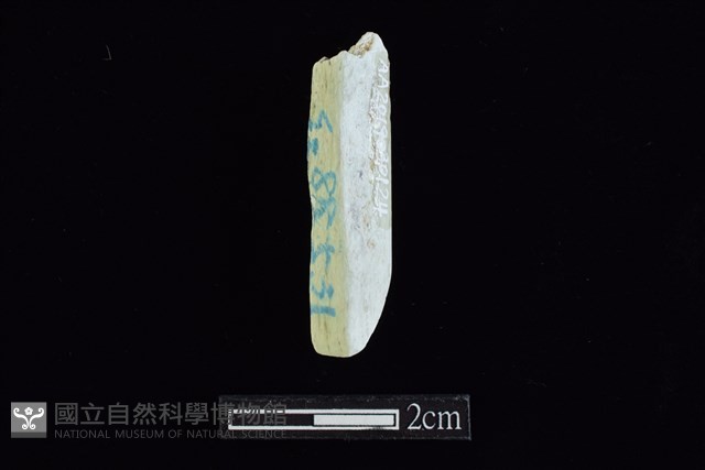 錛鑿形器藏品圖，第2張