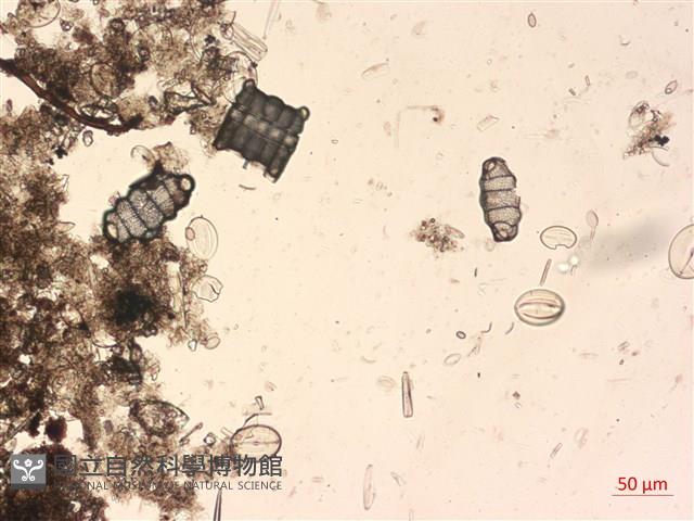 登錄號:A00004524藏品圖，第2張