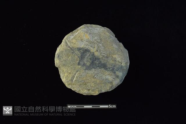 石圓片藏品圖，第1張