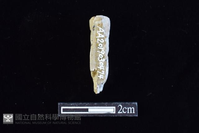 錛鑿形器藏品圖，第1張