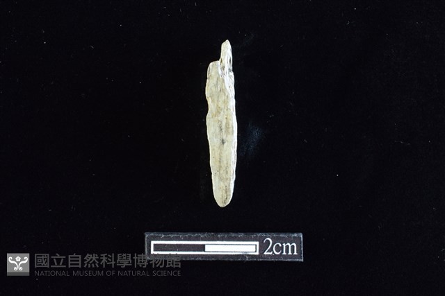 錛鑿形器藏品圖，第1張