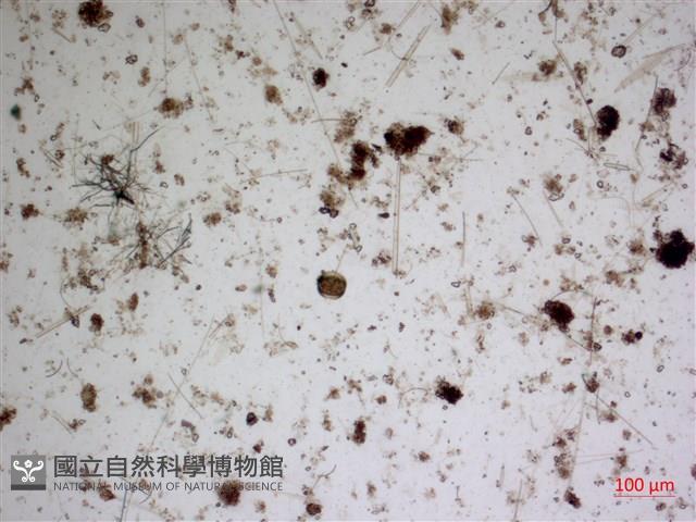 登錄號:A00004644藏品圖，第2張