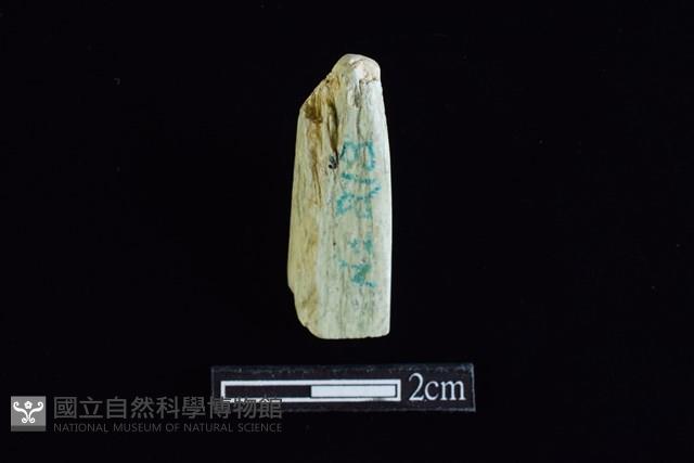 錛鑿形器藏品圖，第2張