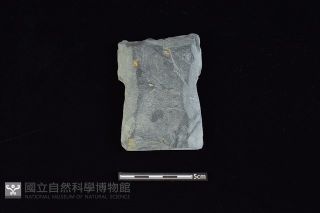 戈形器藏品圖，第1張