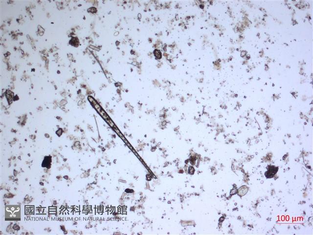 登錄號:A00004544藏品圖，第2張