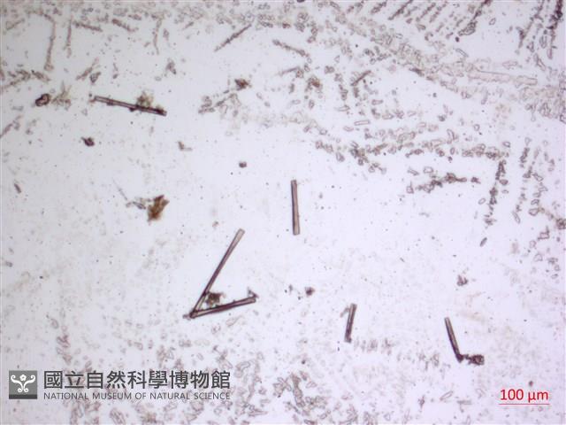 登錄號:A00004664藏品圖，第2張
