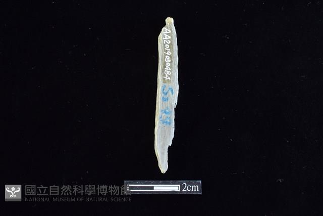 錛鑿形器藏品圖，第2張