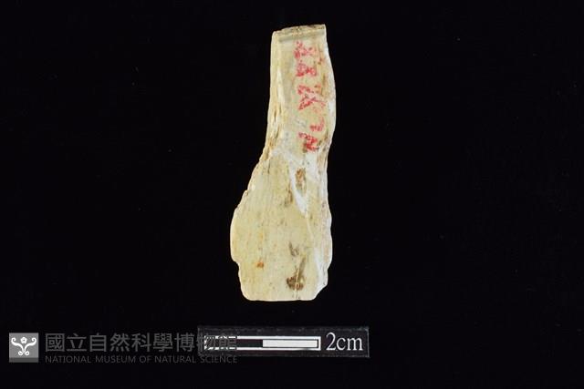 錛鑿形器藏品圖，第2張