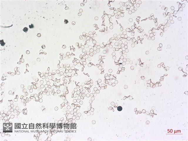 登錄號:A00004527藏品圖，第2張