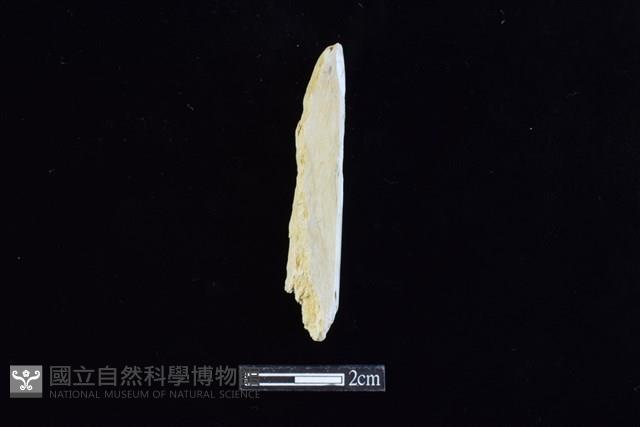 錛鑿形器藏品圖，第1張