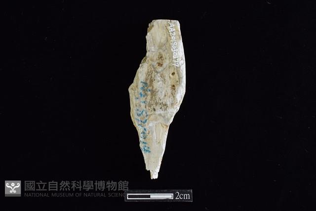 錛鑿形器藏品圖，第1張