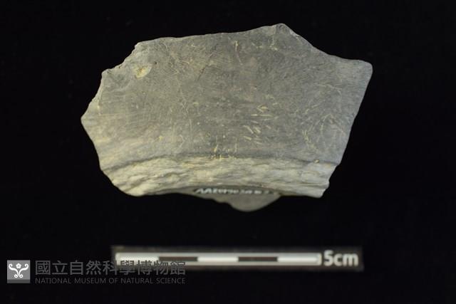 陶片藏品圖，第1張