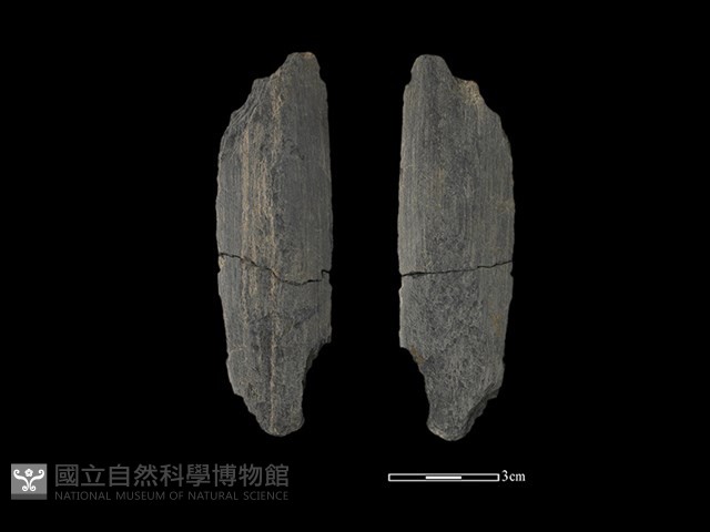 矛鏃形器藏品圖，第1張